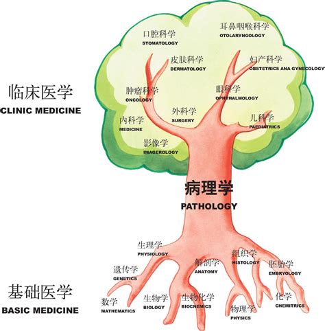 生理作用|生理学（医学重要基础理论学科）